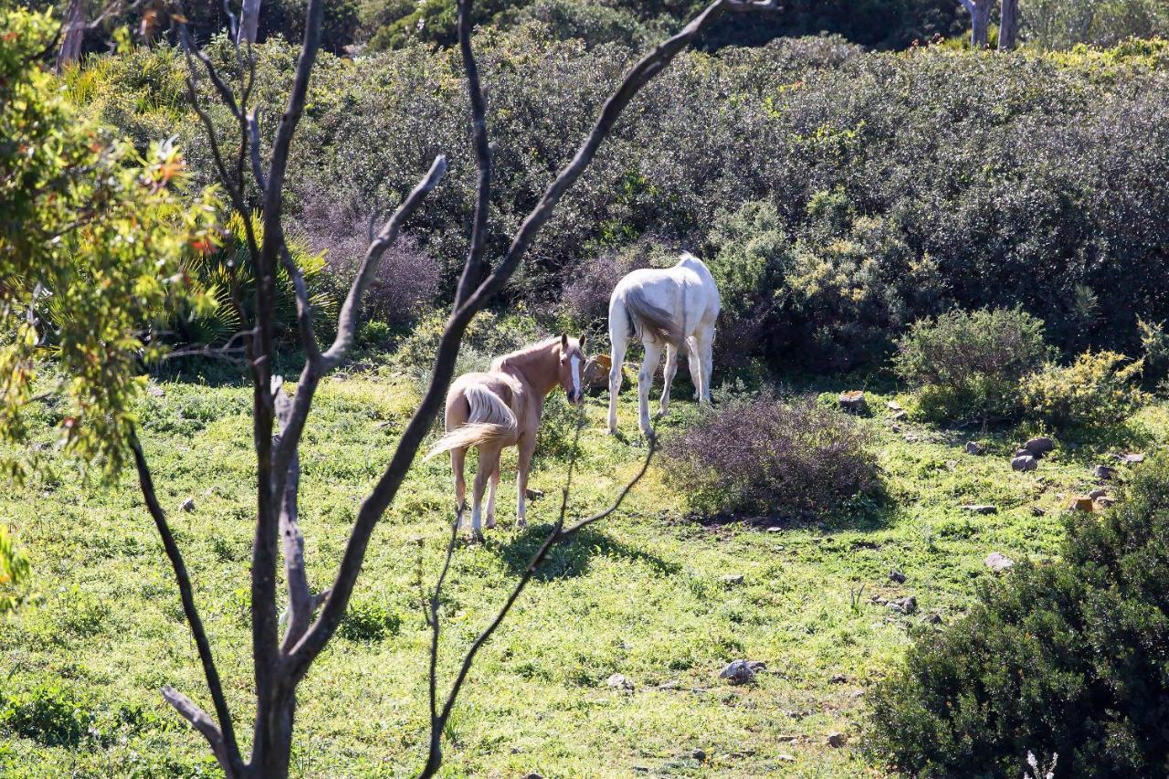 דירות טריפה Casita Rural En Centro De Hipica מראה חיצוני תמונה